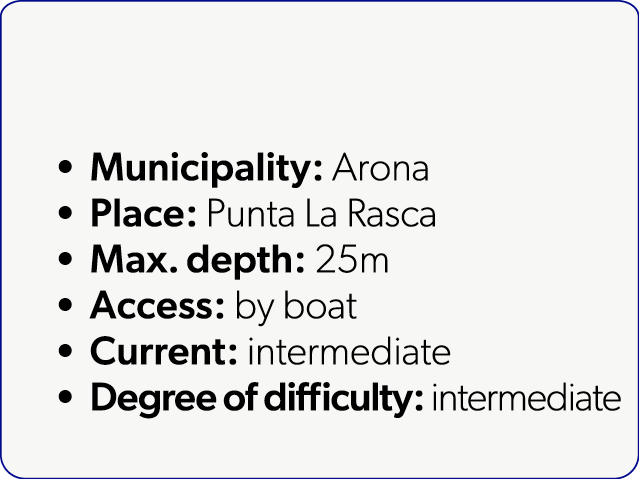 Municipality: Arona Place: Punta La Rasca Max. depth: 25m Access: by boat Current: intermediate Degree of difficulty...